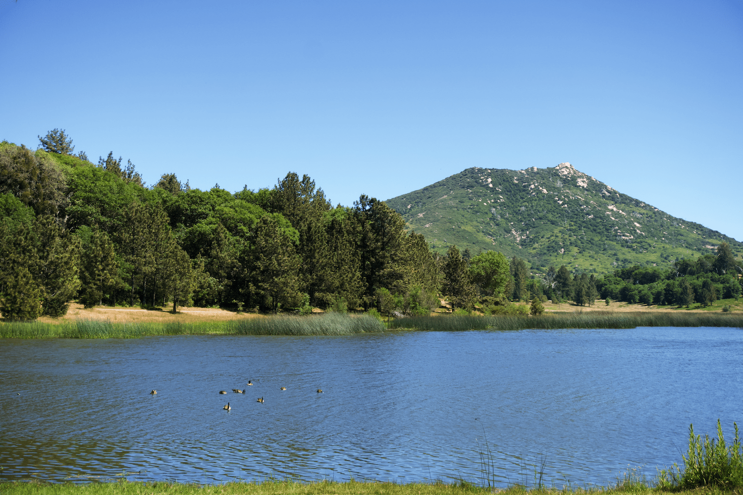 Geese on the Lake